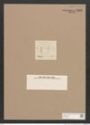 Pleurosigma sp. (de-Toni-Nr.: Genus 13) Zeichnungen Sammlung Grunow Nr. 2162 (NHMW-BOT-W0369218)